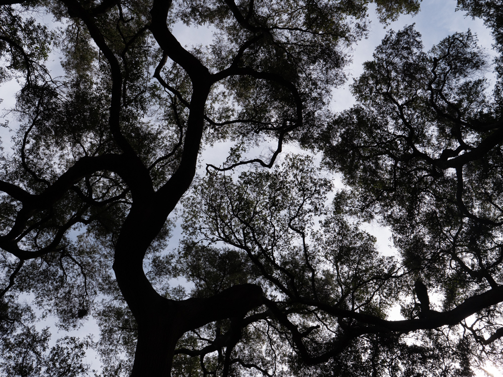Descansco Gardens 24